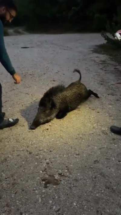 A boar suddenly appeared for belly scratches