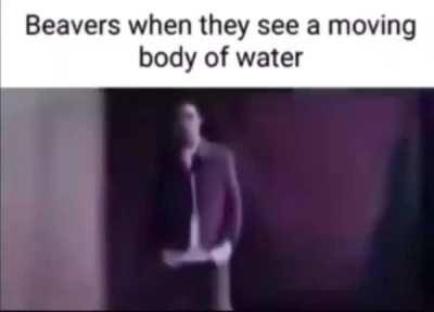 Beavers when they see a moving body of water