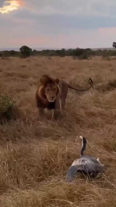 🔥 Heron with the honey badger impression. Big male lion looks flustered and unnerved by this aggressive display