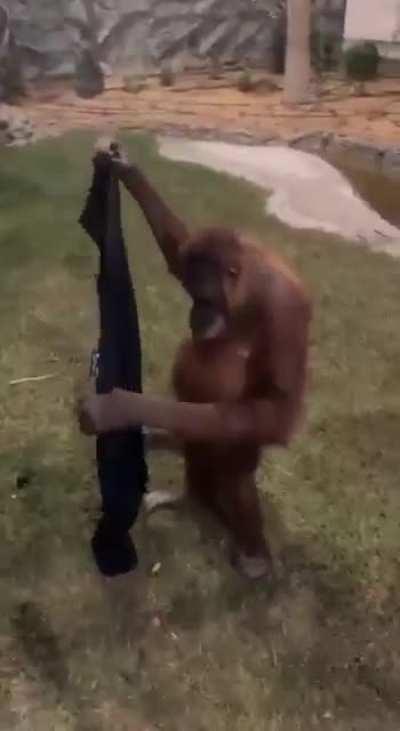 Orangutan puts on man's hoodie