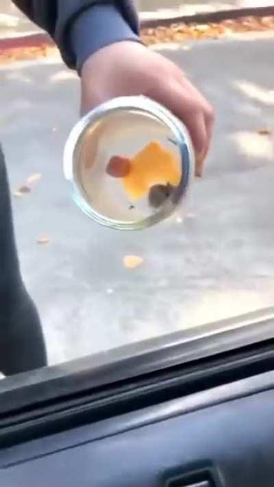 They finally succeeded! wait...