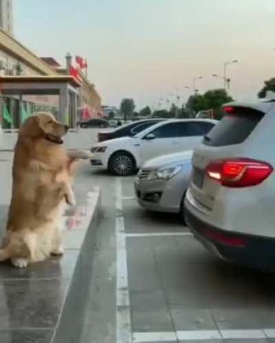 Who needs a parking sensor?