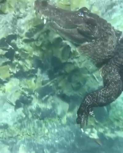 🔥 Alligator scratching its ear like a puppy 🔥