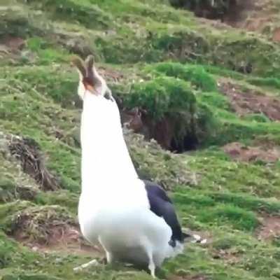 Cursed_Seagull