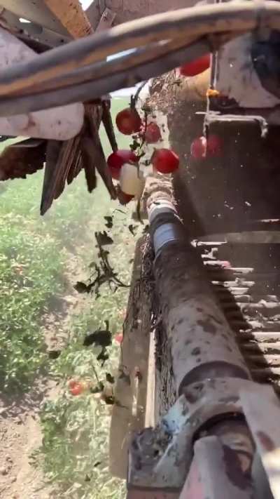 A tomato harvesting machine with an electronic sensor that sorts tomatoes from debris