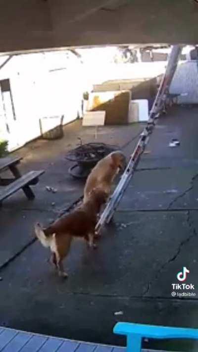 A curious dog wondering what's going on at the roof