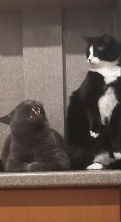 Disguised the bite as a yawn. Professional 😎👉