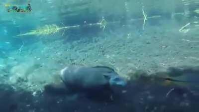Tapir zooming underwater. Filmed by @fernando_maydana on Instagram.