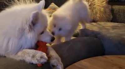 My small pupper (8 weeks) bullying my much larger pupper (1.5 years).