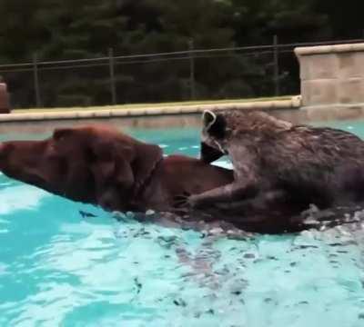 Swimming Pool With Friend