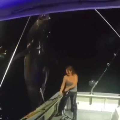 This Unit of a Bluefin Tuna landed solo by woman off the coast of Hampton Beach, NH.