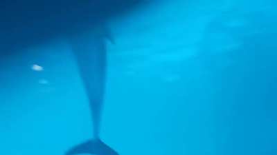 The shedd aquarium in Chicago has Pacific white sided dolphins