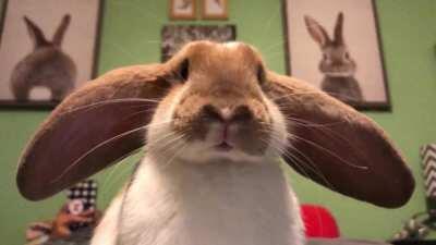 Sunny is thinking hard.