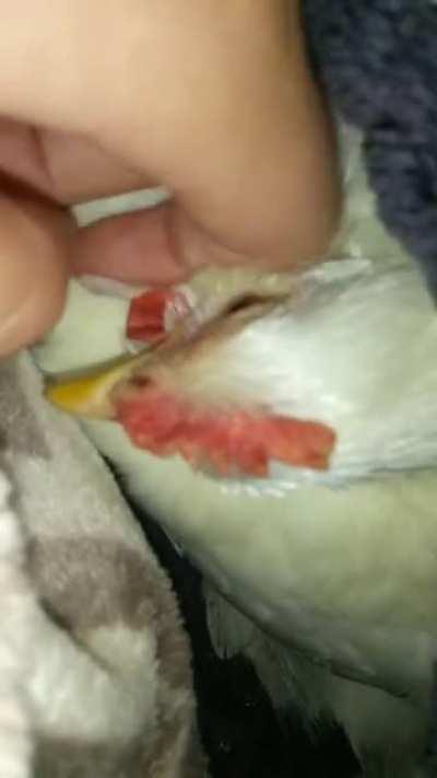 Turn the sound up ! (Adorable alert)