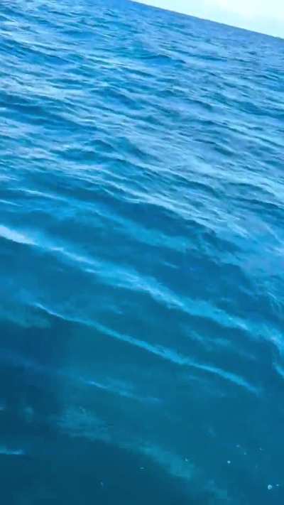 Man picks plastic out of the ocean, and gets a surprise in return