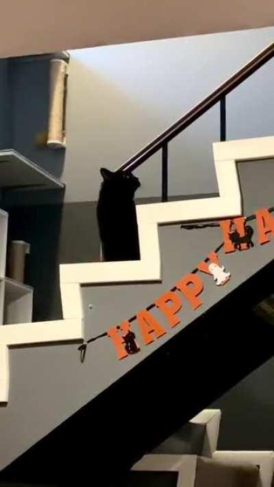 These humans put up decorations that mock and appropriate my culture.leading to hate crimes against my people. I demand justice!