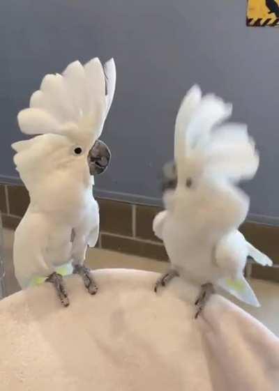 Cool Cockatoos