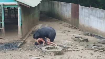 [LFO] Thai Man Somehow Survives Being Mauled by Bear 🇹🇭 (Highly NSFL)
