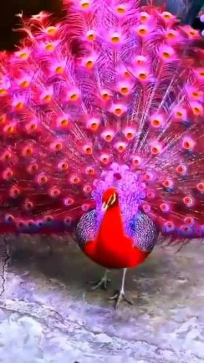 Red Peacock is really awesome