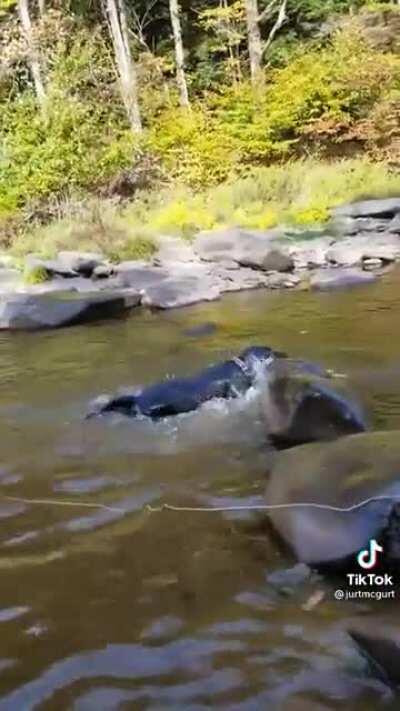 HuMaN WaTchEs aS dOg DroWns