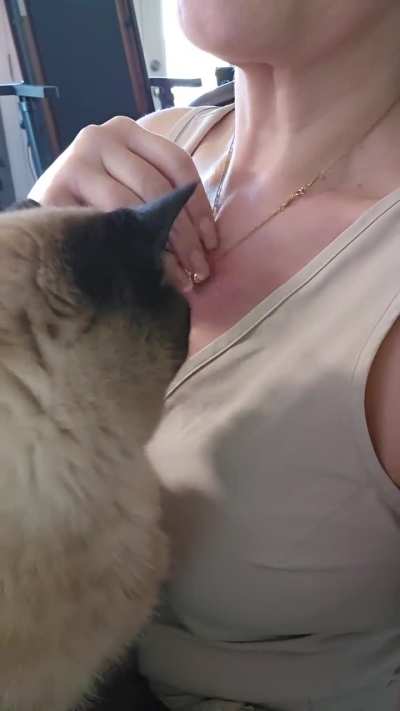 Trying to work from home with a cat