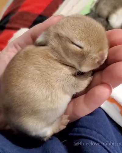Just a criminally cute baby rabbit taking a nap...