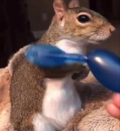Rescued Squirrel Loves Being Pampered