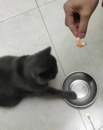 Put the food here, right here