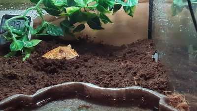 Pacman frog bedtime routine — Sage found the spot!