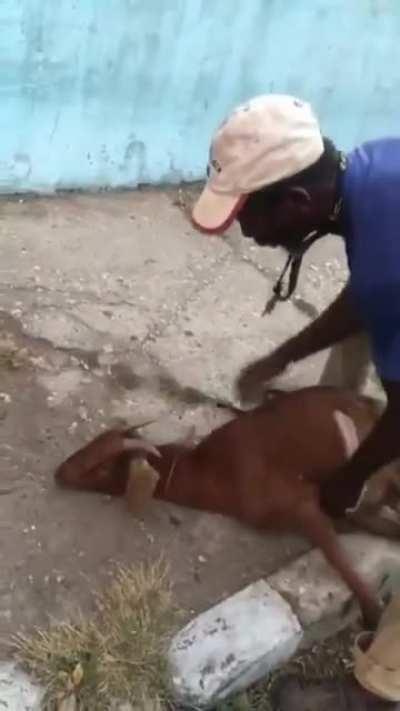 Guy saves life of a goat