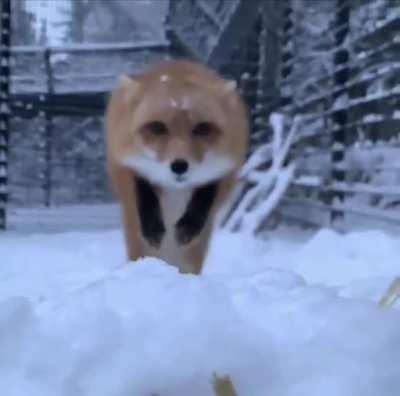 Yay floof missile foxxo!