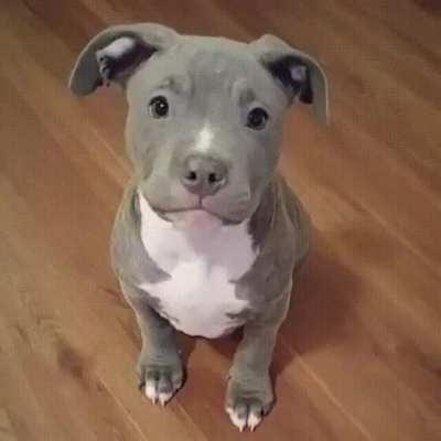 Just a cute little doggy