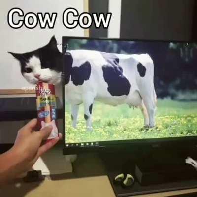 Why this kolaveri di...!