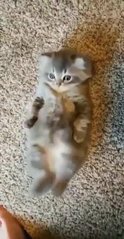 The cuteness has murdered me