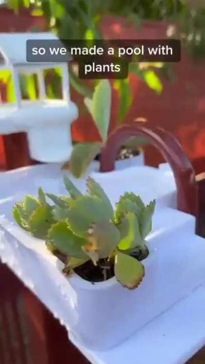 Guy Creates home for Frogs and Gives them funny nicknames also.. Don't know if this has already been posted