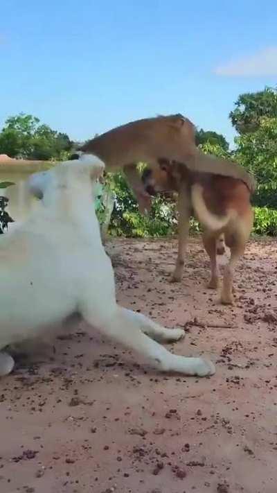 Monkey trolling and messing around with two dogs