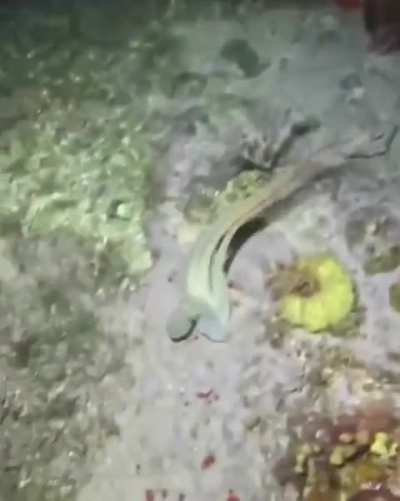 Octopus using all its defense mechanisms to escape the eel.