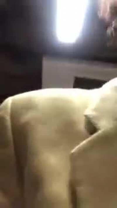 Cuck de pe rromania pus la respect de către waghtroman pentru nerespectarea legii