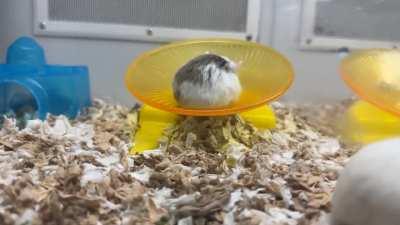 Nuggets just getting zoomies