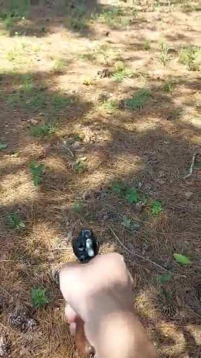 Pepperbox Heritage Go Brrrr