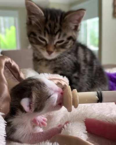 Smol and Smoler. Illegal and Illegaler.