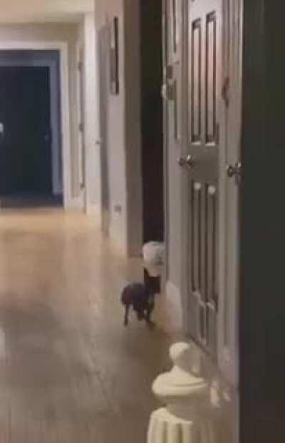 Dancing and walking dog