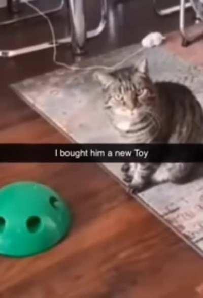 The cat seemed least bit happy about the new toy.