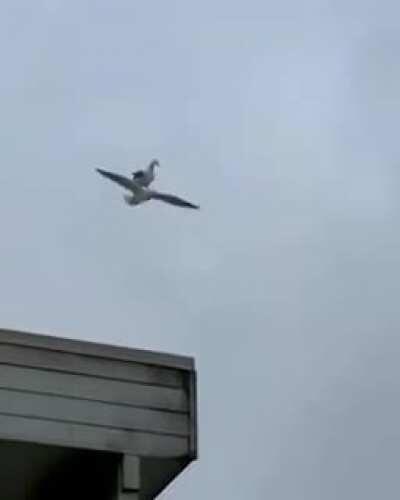 A Bird Flying a Bird