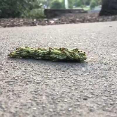 Thanks I hate rolling swarm of caterpillar monsters