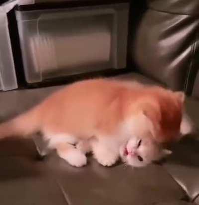 Most Adorable Fight Ever!