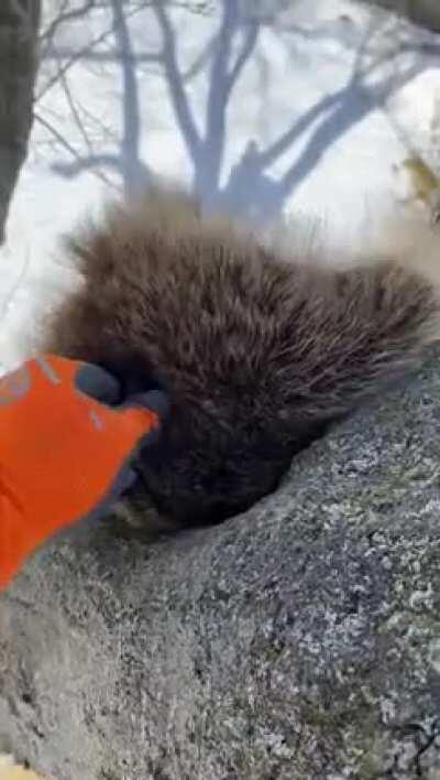 Sorry to wake you buddy!