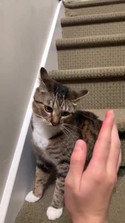 High five cat!