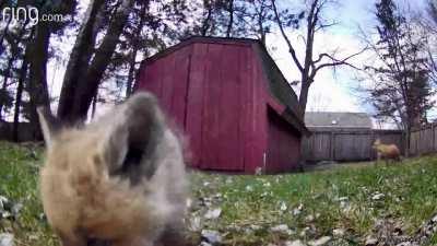 “Fox News” fox kit licks camera!