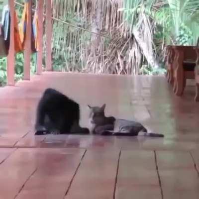 Everybody loves cats